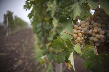 Grape by Giuseppe Torre art print