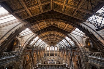 Natural History Museum I by Giuseppe Torre art print