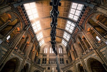Natural History Museum II by Giuseppe Torre art print