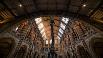 Natural History Museum III by Giuseppe Torre art print