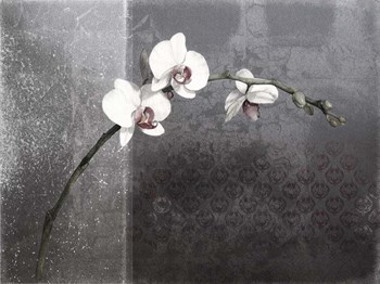 Phalaenopsis Right by Kory fluckiger art print