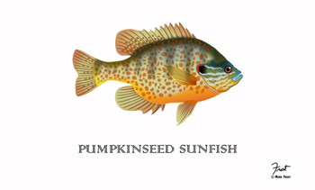 Pumpkinseed Sunfish by Mark Frost art print