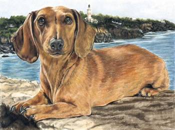 Dachshund In The Bay by Barbara Keith art print