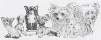 Chinese Cresteds by Barbara Keith art print