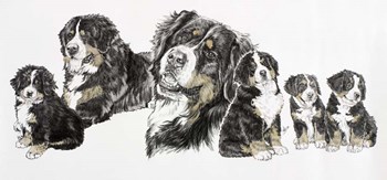 Bernese Mountain Dog by Barbara Keith art print