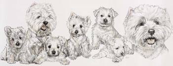 West Highland White by Barbara Keith art print