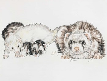 Family Of Ferrets by Barbara Keith art print