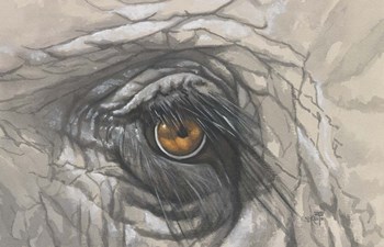 Eye-Catching Elephant by Barbara Keith art print