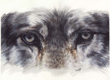 Eye-Catching Wolf by Barbara Keith art print