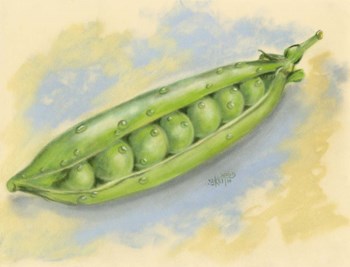 Sugar Snap Peas by Barbara Keith art print