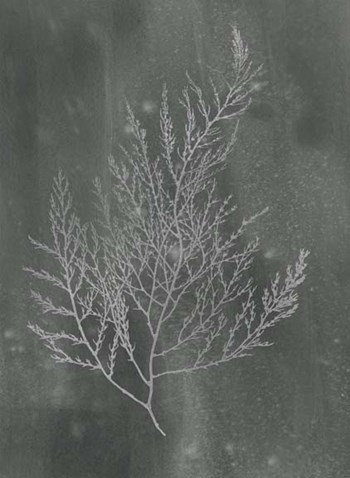 Silver Foil Algae II on Black Wash by Jennifer Goldberger art print