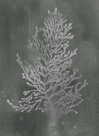 Silver Foil Algae IV on Black Wash by Jennifer Goldberger art print