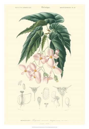 Floral Botanique III by N. Charles D&#39;Orbigny art print