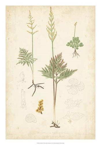 Fern Study II by Vision Studio art print