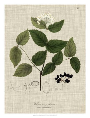 Linen &amp; Leaves I by Vision Studio art print