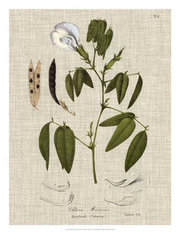 Linen &amp; Leaves IV by Vision Studio art print