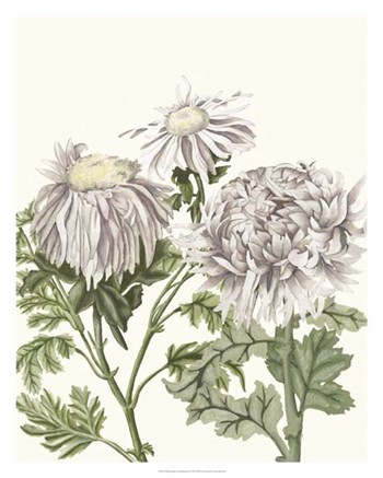 Early Spring Chrysanthemums I by Naomi McCavitt art print