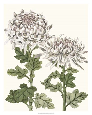 Early Spring Chrysanthemums II by Naomi McCavitt art print