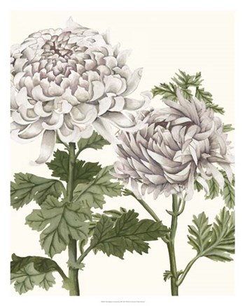 Early Spring Chrysanthemums III by Naomi McCavitt art print