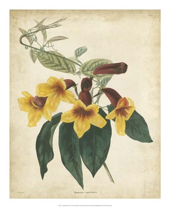 Tropical Floral VI by Edmonston &amp; Douglas art print