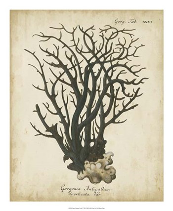 Esper Antique Coral I by Johann Esper art print