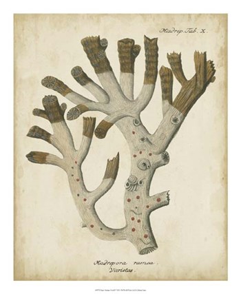 Esper Antique Coral II by Johann Esper art print