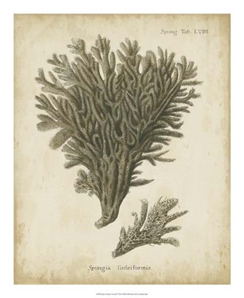 Esper Antique Coral III by Johann Esper art print