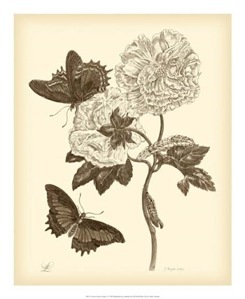 Nature Study in Sepia IV by Maria Sibylla Merian art print