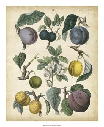 Calwer Plums by Calwer art print