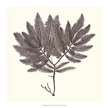 Seaweed Collection I by Vision Studio art print