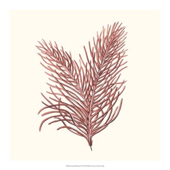 Seaweed Collection II by Vision Studio art print