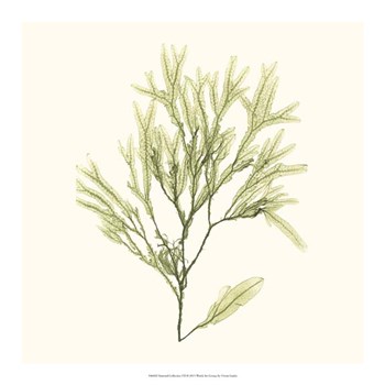 Seaweed Collection VII by Vision Studio art print