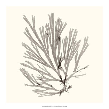 Seaweed Collection IX by Vision Studio art print