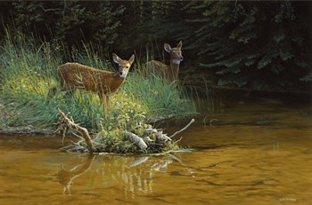 Fawn Brook by Michael Budden art print