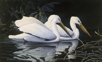 Pelicans by Michael Budden art print
