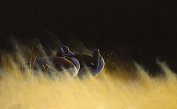 Morning Solitude by Michael Budden art print