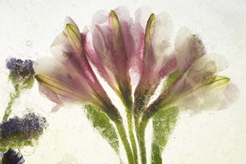 Flores en Hielo VII by Moises Levy art print