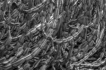 Old Cactus 1 by Moises Levy art print