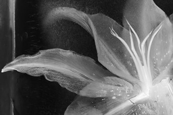 Detalle Flor X by Moises Levy art print