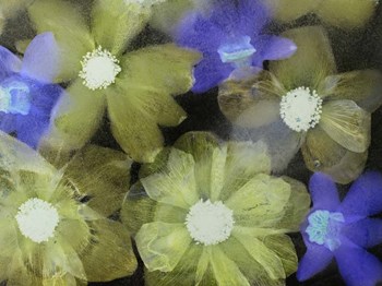 Flores Congeladas 5 by Moises Levy art print