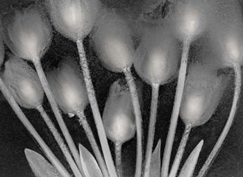 Ramo de Tulipanes by Moises Levy art print