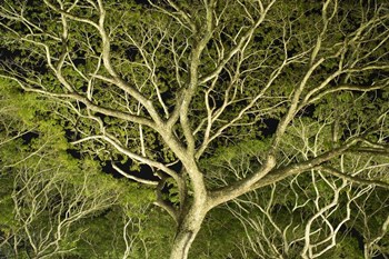 Costa Rica Tree Color 2 by Moises Levy art print