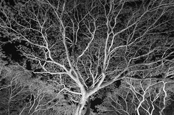 Costa Rica Tree by Moises Levy art print