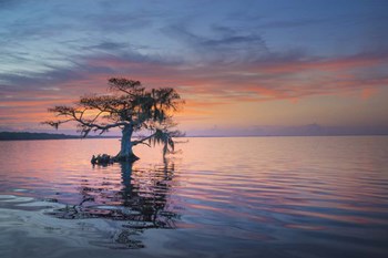 Alone at Sunrise by Moises Levy art print