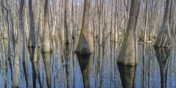 Cypress Reflection Panoramic by Moises Levy art print