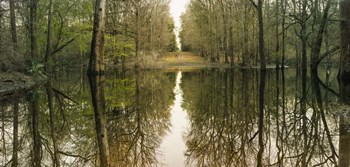 Suwanne Reflection Panoramic by Moises Levy art print