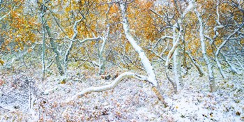 Tired Trees 3 by Moises Levy art print