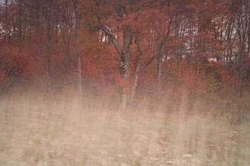 Trees On Wind 2 by Moises Levy art print