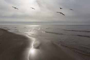 Five Birds, Grand Haven, Michigan &#39;14 - Color by Monte Nagler art print