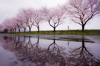 Rain of Spring by Kouji Tomihisa art print